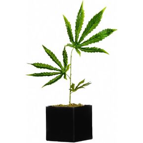 نسخة طبق الأصل من نبات القنب، نبات أعشاب مزيف للمكتب، 420 ملحقًا مضحكًا ونبات القنب المزيف لديكور المنزل، نبات الماريجوانا، وعاء أسود: الارتفاع: 15 بوصة حجم الوعاء: 3.7 × 3.9 الوزن: 1 رطل