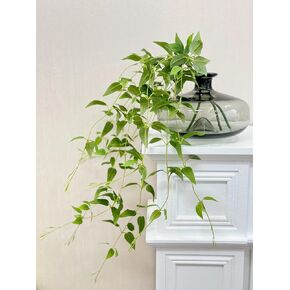3 Pcs Artificial Clematis Leaves 32 inches 4 Branches Faux Silk Clematis Hanging Bush Greenery Plants for Home Decor Indoor Outdoor Wedding Garden Patio Window Box