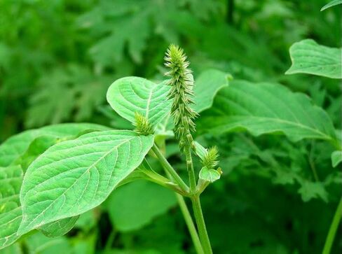 مسحوق يوكثا ناتشورالز نايوروفي | أشيرانثيس أسبيرا | مسحوق أبامارجا | مسحوق الاسبيرا | - 200 جرام/7 أونصة in Kuwait