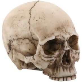 Small Human Skull Halloween Miniature Figurine 1.75 in