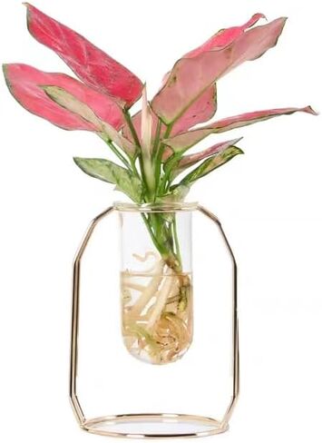 مزهرية زجاجية مع حامل معدني، نباتات زجاجية لسطح المكتب بتصميم هندسي حديث، نباتات مائية داخلية للمنزل والمكتب والحديقة وديكور الزفاف in Kuwait