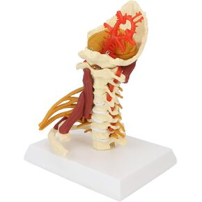 Model of the cervical spine, life size model of the spinal nerves for doctor-patient communication in anatomical
