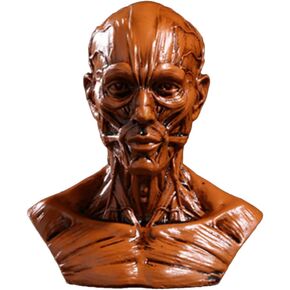 Gaolinci 4-Inch Portable Human Model Craft Anatomy Skull Head Muscle Bone Medical Artist Drawing Study
