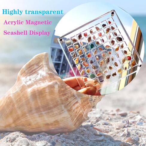 صندوق عرض الصدف المغناطيسي الأكريليكي 36 شبكة صندوق تخزين الصدف لخرز الماس الصدف ميزة صندوق عرض الصدف المغناطيسي الأكريليكي لتخزين الصدف الشفاف in Kuwait