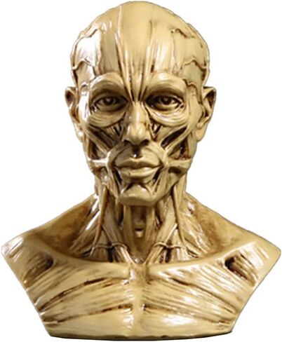 Gaolinci 4-Inch Portable Human Model Craft Anatomy Skull Head Muscle Bone Medical Artist Drawing Study in Kuwait