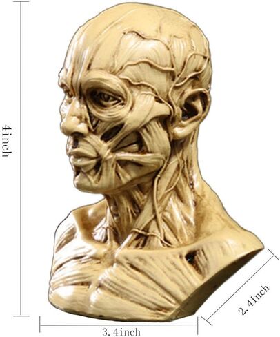 Gaolinci 4-Inch Portable Human Model Craft Anatomy Skull Head Muscle Bone Medical Artist Drawing Study in Kuwait