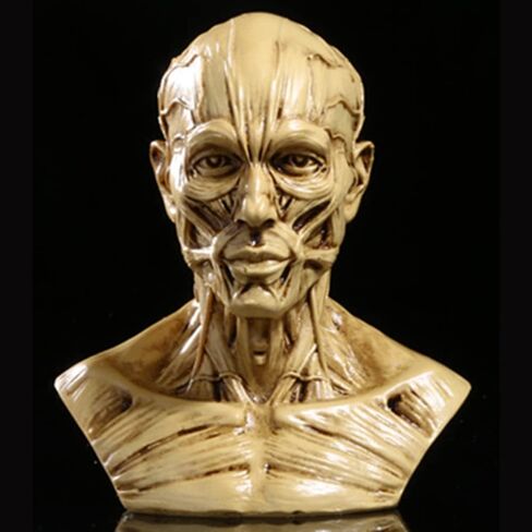 Gaolinci 4-Inch Portable Human Model Craft Anatomy Skull Head Muscle Bone Medical Artist Drawing Study in Kuwait