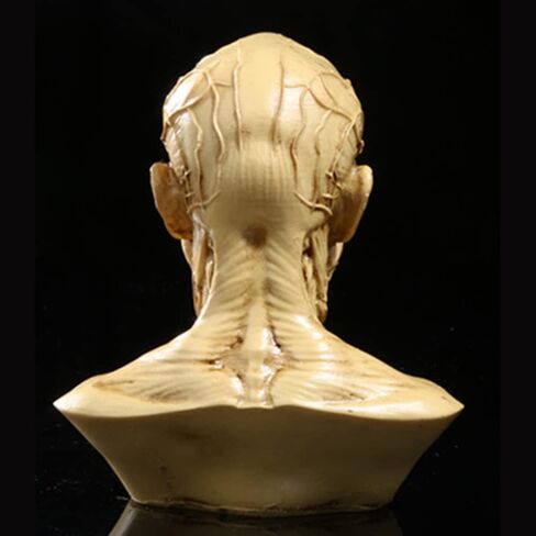 Gaolinci 4-Inch Portable Human Model Craft Anatomy Skull Head Muscle Bone Medical Artist Drawing Study in Kuwait