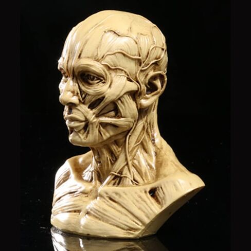 Gaolinci 4-Inch Portable Human Model Craft Anatomy Skull Head Muscle Bone Medical Artist Drawing Study in Kuwait