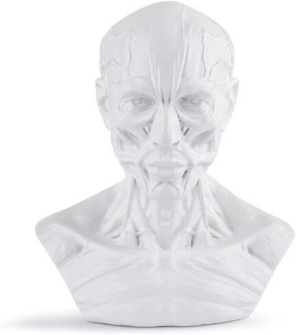Gaolinci 4-Inch Portable Human Model Craft Anatomy Skull Head Muscle Bone Medical Artist Drawing Study in Kuwait