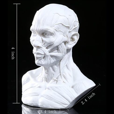 Gaolinci 4-Inch Portable Human Model Craft Anatomy Skull Head Muscle Bone Medical Artist Drawing Study in Kuwait