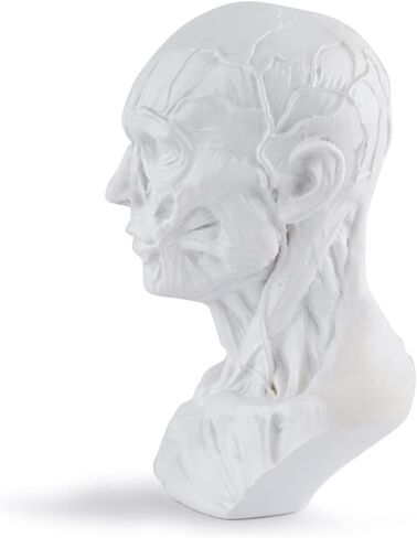 Gaolinci 4-Inch Portable Human Model Craft Anatomy Skull Head Muscle Bone Medical Artist Drawing Study in Kuwait