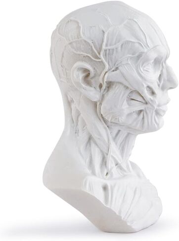 Gaolinci 4-Inch Portable Human Model Craft Anatomy Skull Head Muscle Bone Medical Artist Drawing Study in Kuwait