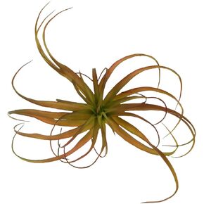 Fake Artificial Tillandsia Air Plants That Look Real 14", Faux Bromeliads for Garden Home Decor 3 Pack, Indoor Outdoor Realistic Stems for Display (Large)