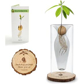 Unique Avocado Seed Starter Vase with Plant Guide, Avocado Tree Growing Kit, Avocado Vase Grow Glass for Women Gardening Lovers Home Office Table Decoration (Gray Transparent).