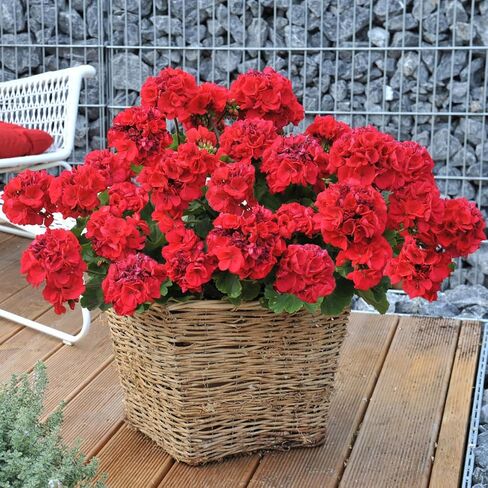 FERIAL4PCS زهور حرير إبرة الراعي الحمراء الاصطناعية في الهواء الطلق نبات بوش زهور صناعية إبرة الراعي لديكور المنزل الأزهار في الهواء الطلق داخلي حديقة فناء قبر مزهرية الجدول المركزية in Kuwait