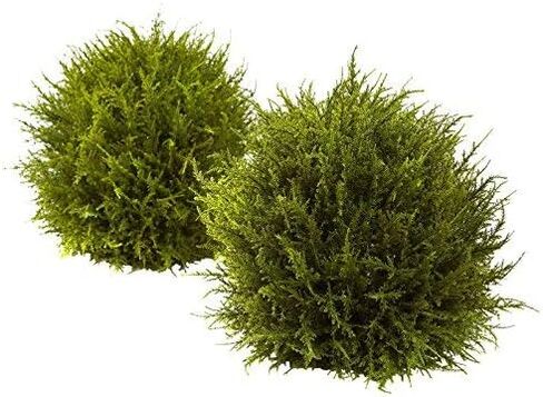 كرات سيدار 4949-S3 طبيعية تقريبًا، 7.5 بوصة، أخضر، مجموعة من 3.6.75 بوصة × 6.75 بوصة × 22.5 بوصة in Saudi Arabia