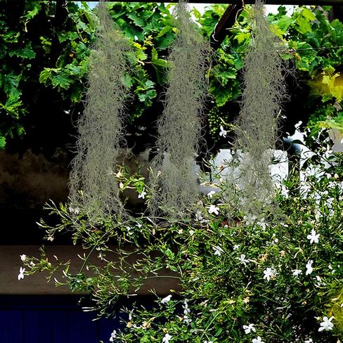 BESTOYARD Simulated Hanging Vine Moss 36 Inch Hanging Vines Garland Fake Green Planters Reindeer Moss Faux Vines Fake Air Plants Plastic for Wedding in Kuwait