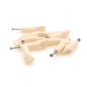 10pcs Dental Typodont Practice Teeth Study Model Individual Replacement Teeth Student Teaching Resin Filling Training Compatible Kilgore Nissin 200 Type (11#)