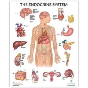 Anatomy Lab Human Endocrine System Anatomy Poster, LAMINATED, Anatomy and Physiology, 17.3 x 22.5 Inches, Body System Diagram, Anatomical Chart for Education Learning and Students