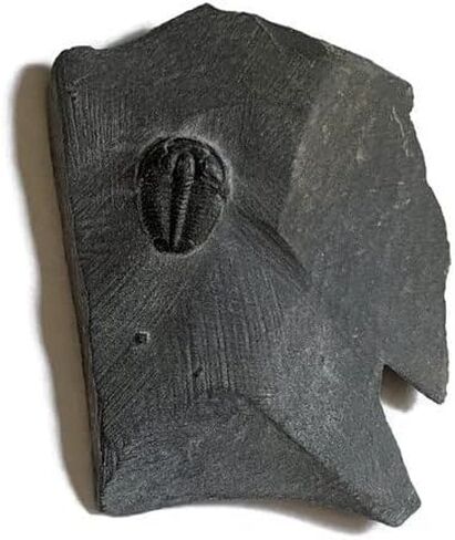 The Geode Mine Baby Fossil Trilobite - 1/4 إلى 3/8 بوصة على المصفوفة in Kuwait