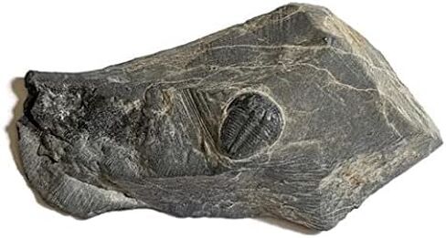 The Geode Mine Baby Fossil Trilobite - 1/4 إلى 3/8 بوصة على المصفوفة in Kuwait