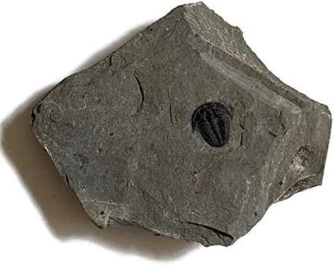 The Geode Mine Baby Fossil Trilobite - 1/4 إلى 3/8 بوصة على المصفوفة in Kuwait