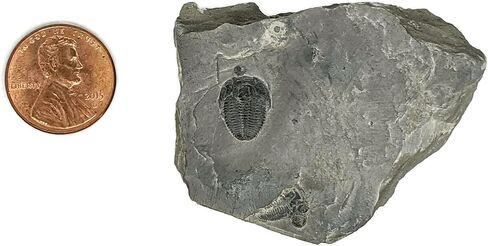 The Geode Mine Baby Fossil Trilobite - 1/4 إلى 3/8 بوصة على المصفوفة in Kuwait