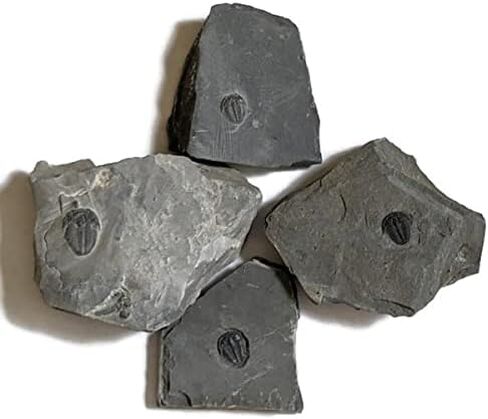 The Geode Mine Baby Fossil Trilobite - 1/4 إلى 3/8 بوصة على المصفوفة in Kuwait
