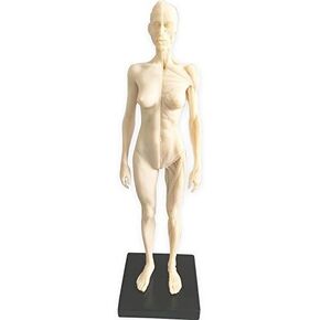 HUBERY MODEL 11 Inch Female Human Anatomy Model of Art Anatomy Figure(White)