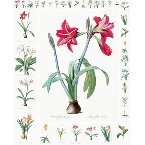 حزمة ورق Decoupage (35 ورقة مقاس 6 × 8") رسوم توضيحية رائعة ورائعة للزهور الوردية والأرجوانية من FLONZ بطاقات صور توضيحية عتيقة لـ Decoupage والحرف اليدوية وسكرابوكينغ
