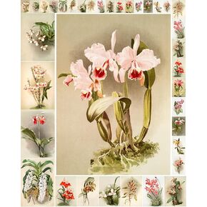 حزمة ورق Decoupage (35 ورقة مقاس 6 × 8") رسوم توضيحية رائعة ورائعة للزهور الوردية والأرجوانية من FLONZ بطاقات صور توضيحية عتيقة لـ Decoupage والحرف اليدوية وسكرابوكينغ in Kuwait