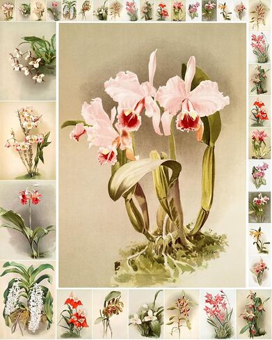 حزمة ورق Decoupage (35 ورقة مقاس 6 × 8") رسوم توضيحية رائعة ورائعة للزهور الوردية والأرجوانية من FLONZ بطاقات صور توضيحية عتيقة لـ Decoupage والحرف اليدوية وسكرابوكينغ in Kuwait
