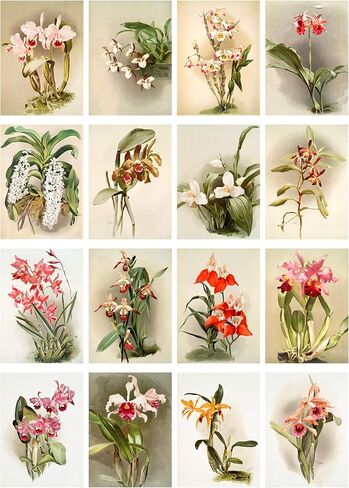 حزمة ورق Decoupage (35 ورقة مقاس 6 × 8") رسوم توضيحية رائعة ورائعة للزهور الوردية والأرجوانية من FLONZ بطاقات صور توضيحية عتيقة لـ Decoupage والحرف اليدوية وسكرابوكينغ in Kuwait