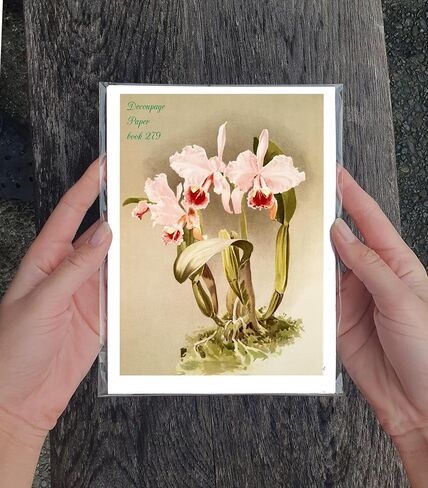حزمة ورق Decoupage (35 ورقة مقاس 6 × 8") رسوم توضيحية رائعة ورائعة للزهور الوردية والأرجوانية من FLONZ بطاقات صور توضيحية عتيقة لـ Decoupage والحرف اليدوية وسكرابوكينغ in Kuwait