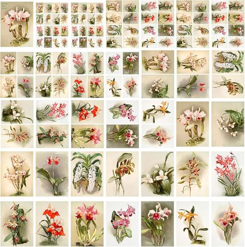 حزمة ورق Decoupage (35 ورقة مقاس 6 × 8") رسوم توضيحية رائعة ورائعة للزهور الوردية والأرجوانية من FLONZ بطاقات صور توضيحية عتيقة لـ Decoupage والحرف اليدوية وسكرابوكينغ in Kuwait