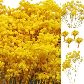80Pcs Mini Dried Babys Breath Flowers, 4600+ Ivory White Baby Breath Flowers Bulk, Dried Flower for Candle Making Invitation Resin Crafts, Gypsophila for Christmas Wedding Decor, Pressed Floral Petals