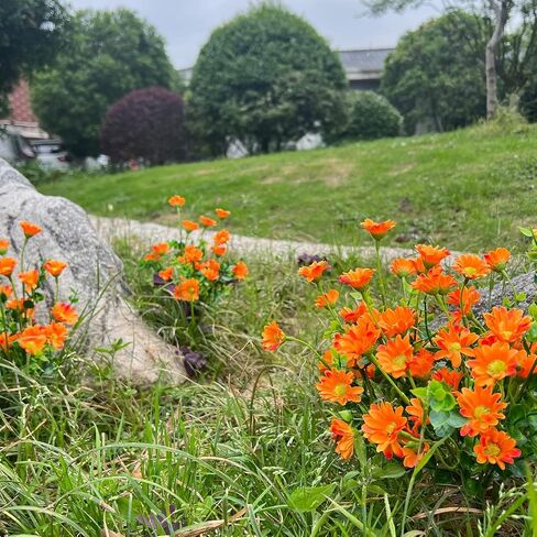 alyptus 8 Bundles Artificial Flowers for Outdoors Faux Mums UV Resistant Plastic Fall Plants Fake Greenery Orange Daisy Bulk for Home Gardenr Window Box Pathway Plante Wedding Decor (Orange) in Saudi Arabia