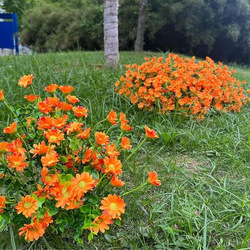 alyptus 8 Bundles Artificial Flowers for Outdoors Faux Mums UV Resistant Plastic Fall Plants Fake Greenery Orange Daisy Bulk for Home Gardenr Window Box Pathway Plante Wedding Decor (Orange) in Saudi Arabia