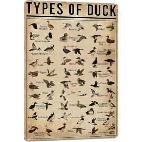 PAIION Duck Knowledge Metal Poster Type Of Duck Metal Tin Sign School Club Hunting Lodge Cafe Bedroom Bathroom Kitchen Home Art Wall Decoration 8x12 Inch