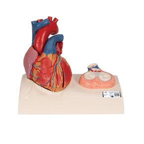 3B Scientific G01 Heart model Natural Size - 3B Smart Anatomy