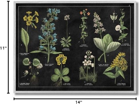 Stupell Industries Antique Flower Chart Scientific Botanical Print, Designed by Wild Apple Portfolio Wall Art, 24 x 30, Canvas in Saudi Arabia