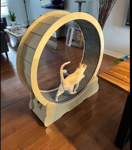 عجلة تمرين القطط من NATUYA للقطط الداخلية، جهاز تمرين الجري للقطط مع آلية القفل، تدريب الجري فائق الهدوء للياقة البدنية للقطط، سهل التجميع (أسود) in Kuwait