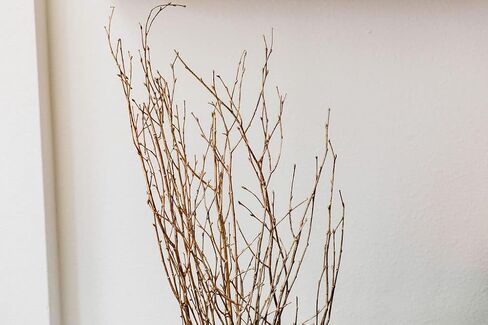 مصنوعات الأزهار الخضراء - فروع البتولا الذهبية بطول 3-4 أقدام مثالية للمزهريات الأرضية والقطع المركزية والترتيبات (ذهبي، 10-12 سيقان) in Kuwait