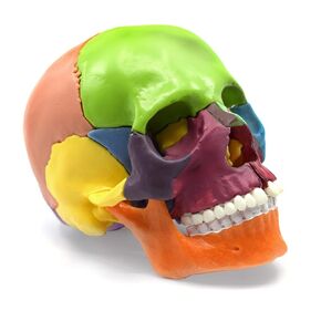 Didactic Miniature Skull Model - Painted Multi-Color - 15 Pieces, Magnetic Mounting - 1/2 Natural Size - Eisco Labs