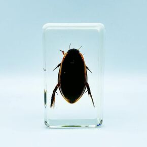 Assorted Styles of Beetle and Insect Specimens, Clear Amber Resin Material Ideal for Kids' Science Education, Collecting, and Home Decoration 2.4″*1.4″*0.7″ (No.35)