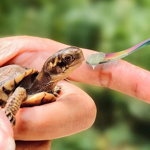 Abeillo 2Pcs Reptile Spoon, Stainless Steels Stirring Food Feeding Spoon, Long Handle Stirring Spoons, Powder Fruit Mixing Stirring Food Feeding Tool for Gecko Lizard Gargoyle Bearded Crested in Saudi Arabia