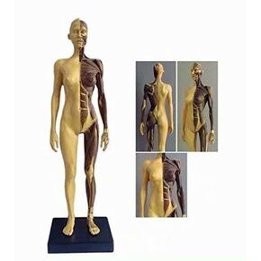 ALKITA 30CM Human Anatomical Anatomy Skull Head Body Muscle Bone Resin Model Female Golden
