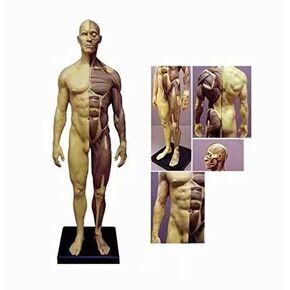 ALKITA 30CM Human Anatomical Anatomy Skull Head Body Muscle Bone Resin Model Male Golden