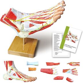 NEW HORIZON Foot Model 9 Parts, Anatomical Model with 81 Digital Signs for Bones, Muscles, Ligaments, Nerves, Blood Vessels, Ideal for Medical Professionals & Students